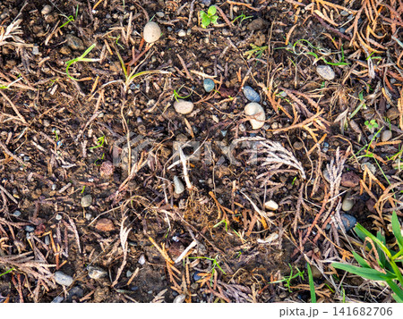 Background of earth, stones and fallen leaves. Natural background. What's under your feet in the park. 141682706