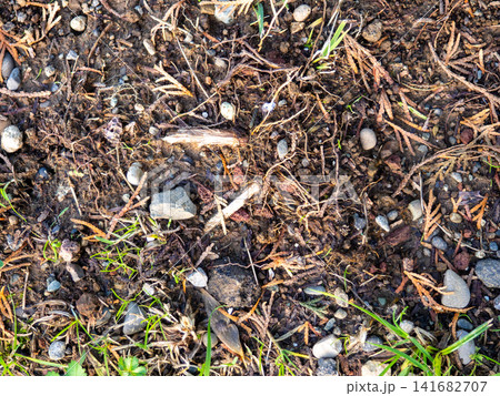 Background of earth, stones and fallen leaves. Natural background. What's under your feet in the park. Background of earth, stones and fallen leaves. Natural background. What's under your feet in the park. 141682707