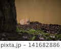 桜の落ち葉の上で丸くなる茶トラ猫 141682886