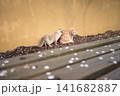 寄り添う二匹の猫と散った桜 141682887