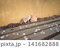 顔を寄せ合う灰色猫と茶トラ猫 141682888