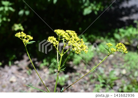 赤城自然園で撮ったオミナエシの花 赤城自然園で撮ったオミナエシの花 141682936