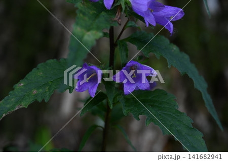 赤城自然園で撮ったフウリンソウの花 141682941