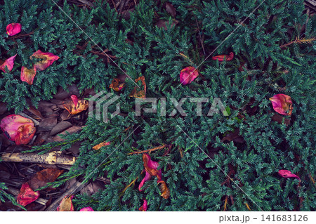 植込み 植栽 植込み 植栽 141683126