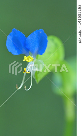 朝露に輝くツユクサ(露草)の花のマクロ撮影 夏の野草 朝露に輝くツユクサ(露草)の花のマクロ撮影 夏の野草 141683168