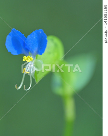 朝露に輝くツユクサ(露草)の花のマクロ撮影 夏の野草 朝露に輝くツユクサ(露草)の花のマクロ撮影 夏の野草 141683169