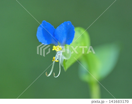 朝露に輝くツユクサ(露草)の花のマクロ撮影 夏の野草 朝露に輝くツユクサ(露草)の花のマクロ撮影 夏の野草 141683170