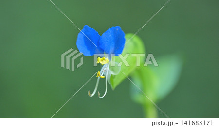 朝露に輝くツユクサ(露草)の花のマクロ撮影 夏の野草 朝露に輝くツユクサ(露草)の花のマクロ撮影 夏の野草 141683171