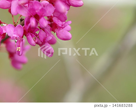 ハナスオウの花とコピースペース ハナスオウの花とコピースペース 141683288