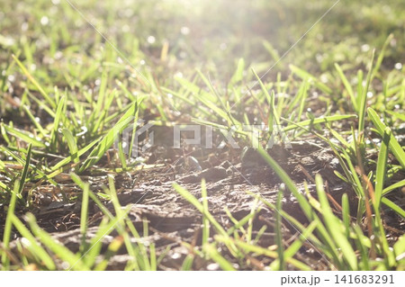 Tree roots and green grass shining in the twilight from a low perspective 141683291