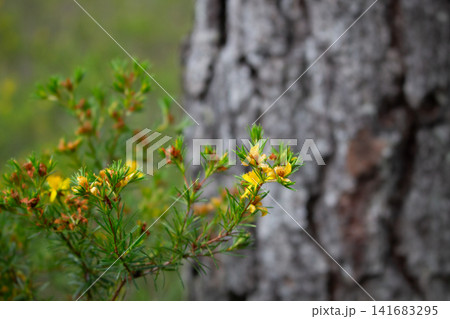 Yellow otogirisou blooming among the trees in the forest by the tree trunk Yellow otogirisou blooming among the trees in the forest by the tree trunk 141683295