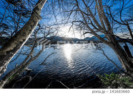 裸木の間から望む湖面の輝き、冬の絶景 裸木の間から望む湖面の輝き、冬の絶景 141683660