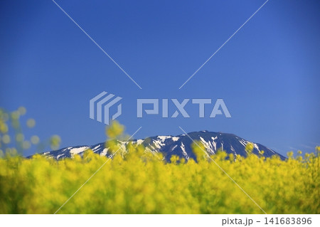 菜の花畑から望む岩手山 菜の花畑から望む岩手山 141683896