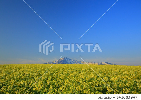 春の菜の花畑から見る鳥海山 春の菜の花畑から見る鳥海山 141683947