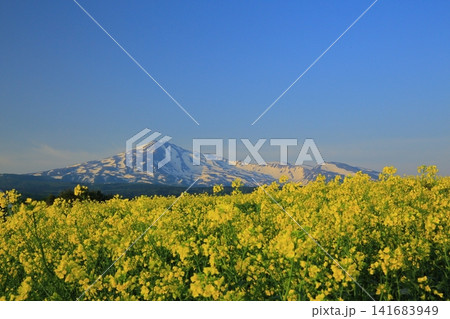 春の菜の花畑から見る鳥海山 春の菜の花畑から見る鳥海山 141683949