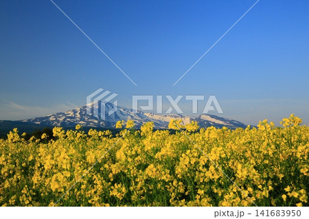 春の菜の花畑から見る鳥海山 春の菜の花畑から見る鳥海山 141683950