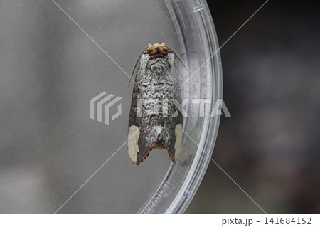 タカサゴツマキリシャチホコ タカサゴツマキリシャチホコ 141684152