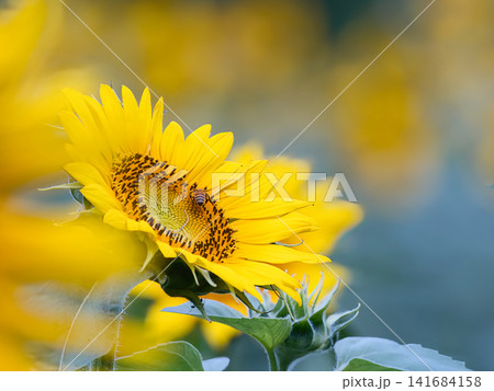 黄色い花 黄色い花 141684158