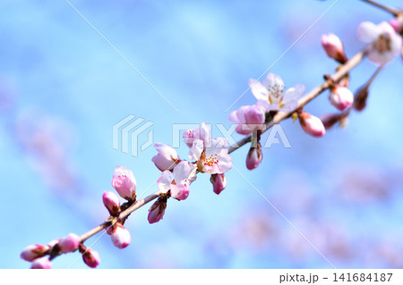 早春の青空に映える浅虫の早咲きの桜の花 青森 早春の青空に映える浅虫の早咲きの桜の花 青森 141684187