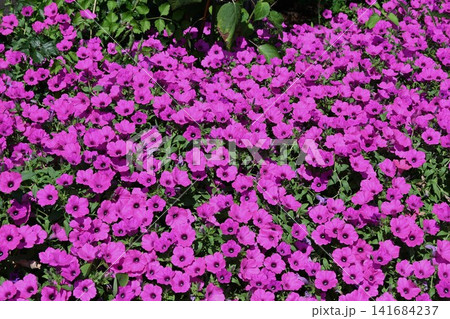 公園の花 公園の花 141684237