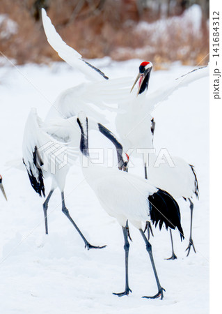 群れで集うタンチョウ、雪原の一群 群れで集うタンチョウ、雪原の一群 141684312