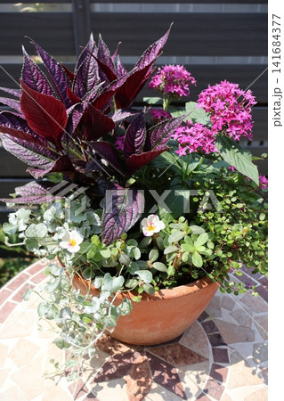 ペンタスとカラーリーフの寄せ植え ペンタスとカラーリーフの寄せ植え 141684377