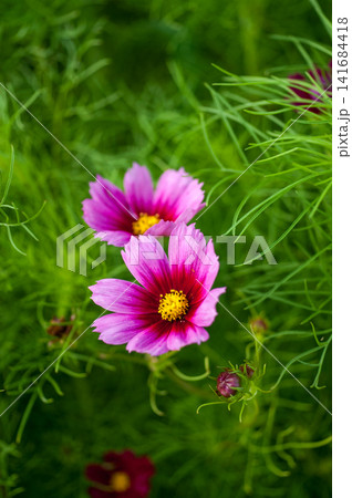 秋桜 141684418