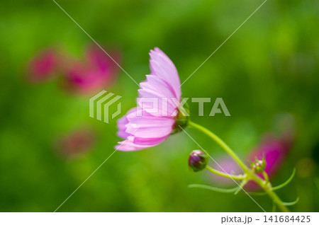 秋桜 141684425