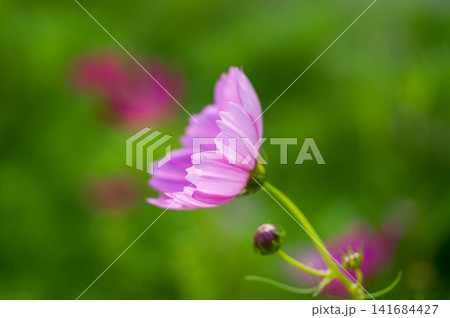 秋桜 141684427