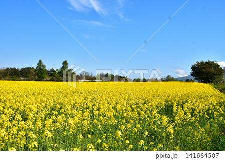 見渡す限りの菜の花が咲く鰺ヶ沢町の春風景 青森県 141684507