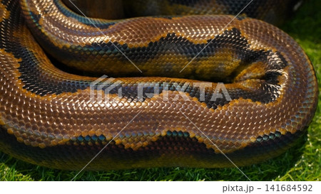 Reticulated Python Close Up Beautiful Skin Pattern 141684592