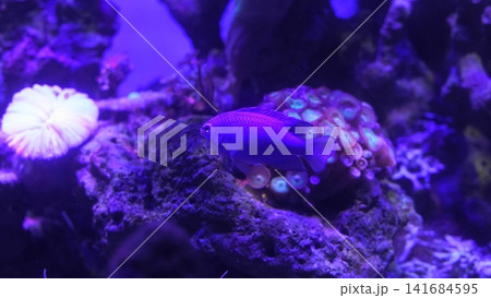 Vibrant Purple Fish in Aquarium Setting Beautiful Vibrant Purple Fish in Aquarium Setting Beautiful 141684595