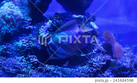 Striking Sailfin Tang in Aquarium Setting Striking Sailfin Tang in Aquarium Setting 141684596