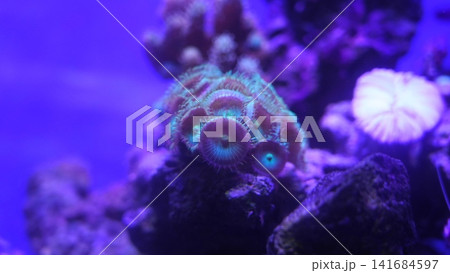 Zoanthid Coral Reef Scene Colorful Marine Life Zoanthid Coral Reef Scene Colorful Marine Life 141684597