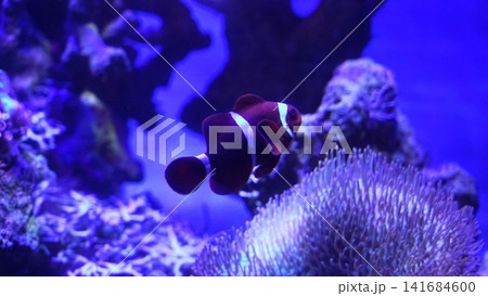 Maroon Clownfish in Aquarium Marine Life Underwater Scene Maroon Clownfish in Aquarium Marine Life Underwater Scene 141684600