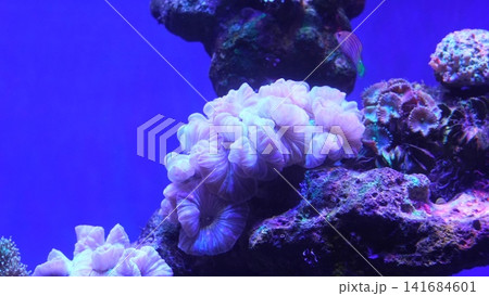 Underwater Coral Reef Ecosystem Vibrant Marine Life Underwater Coral Reef Ecosystem Vibrant Marine Life 141684601