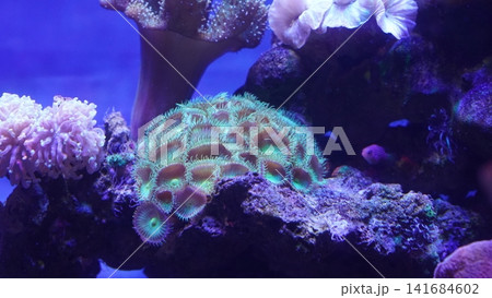 Zoanthid Coral Reef Marine Life Underwater Aquarium Zoanthid Coral Reef Marine Life Underwater Aquarium 141684602