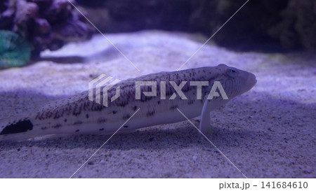 Marbled Dragonet Fish on Sandy Bottom Underwater Scene Marbled Dragonet Fish on Sandy Bottom Underwater Scene 141684610