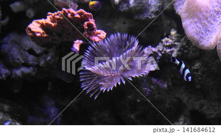 Underwater Scene with Fish and a Feather Duster Worm 141684612