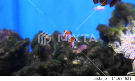 Clownfish in Aquarium Bright Blue Background Underwater Scene 141684621