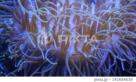 Sea Anemone Underwater World Marine Biology Sea Anemone Underwater World Marine Biology 141684630