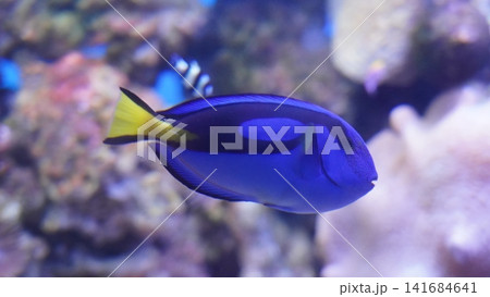 Blue Tang Fish Swimming in Aquarium Underwater Scene Blue Tang Fish Swimming in Aquarium Underwater Scene 141684641