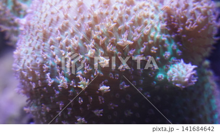 Close up of Beautiful Coral Reef Marine Life Close up of Beautiful Coral Reef Marine Life 141684642