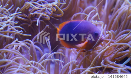 A Maroon Clownfish Amidst Its Anemone Home 141684643