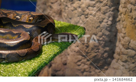 Reticulated Python Relaxing on Artificial Grass 141684662