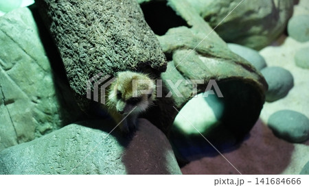 Meerkat Portrait in a Rocky Environment 141684666