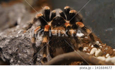 Mexican Red Knee Tarantula Close Up Photography 141684677