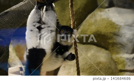 Black and White Ruffed Lemur Hanging Upside Down Black and White Ruffed Lemur Hanging Upside Down 141684686