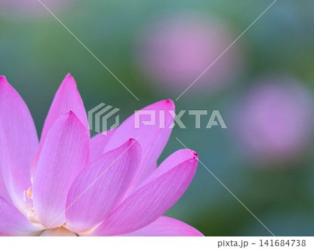 ピンク色の蓮の花 ピンク色の蓮の花 141684738