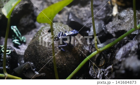 Poison Dart Frog Captivating Amphibian of the Rainforest Poison Dart Frog Captivating Amphibian of the Rainforest 141684873
